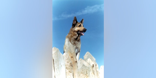 Rin Tin Tin, circa 1930.