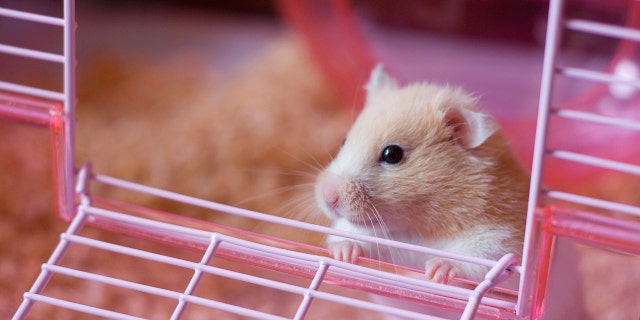 A father’s panic after he lost his daughter’s pet hamster has officially earned him the title of internet’s cutest dad. (Photo: iStock)