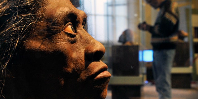 A sculpted model of Homo Floresiensis at The Smithsonian Museum of Natural History in Washington DC.