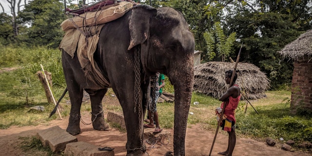 An image of Kanakota the elephant, who reportedly died in Sri Lanka last month due to "exhaustion" from being overworked.