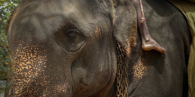 An image of Kanakota the elephant, who reportedly died in Sri Lanka last month due to "exhaustion" from being overworked.