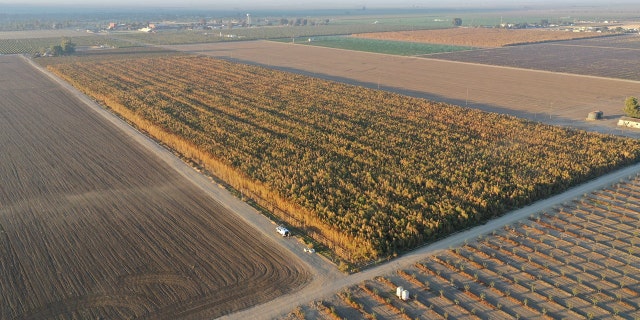 Authorities uncovered about 10 million illicit cannabis plants with a street value of over $1 billion across 459 acres of land in Arvin, officials said.