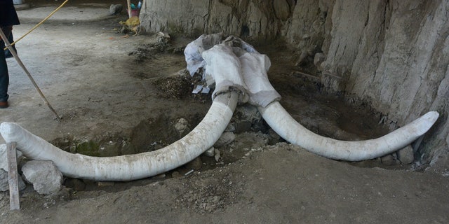 824 bones were recovered from the mammoth traps. (Photo: Edith Camacho, INAH)