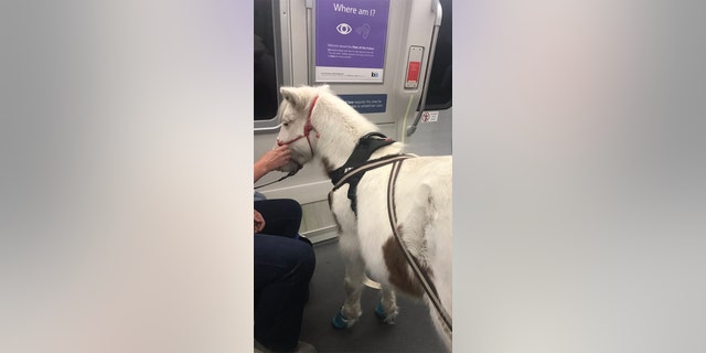 A passenger's miniature horse service animal took a ride on San Francisco's BART on Tuesday. (Courtesy of RodRLou)