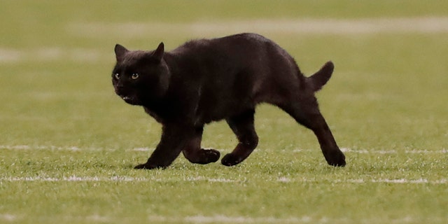 MetLife Stadium calls on NY  shelter to capture black  cat  