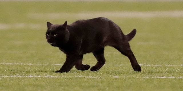 NFL-Giants-black-cat.jpg