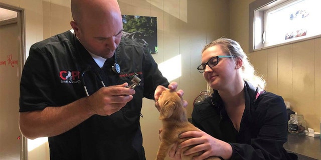 The animal rescue group said they named the pup "Narwhal," after the whale with a unicorn-like tusk.
