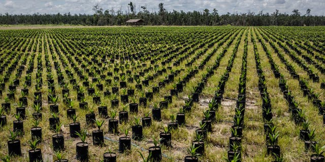A palm oil plantation in Indonesia. The owner of a palm oil company was arrested in connection with two murders, police said.