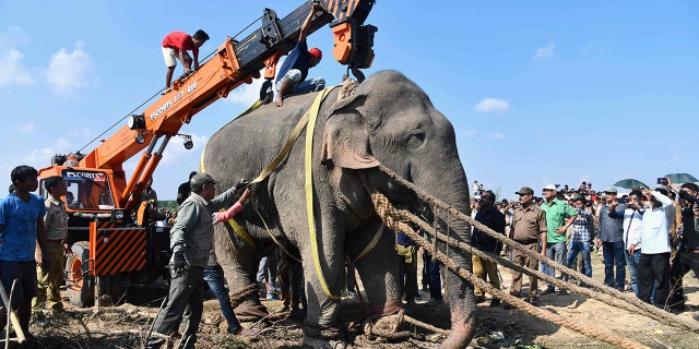 An elephant nicknamed Usama bin Laden and captured less than a week ago after it killed five villagers in India in October died on Sunday, officials said.
