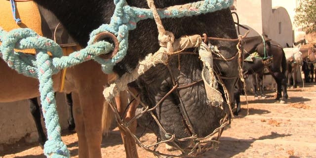 Despite the new rules, PETA now alleges that the animal abuse in Santorini countries.