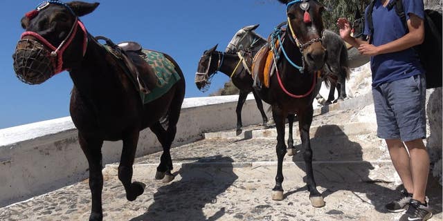 In October 2018, in a sweeping move for equine rights, Santorini leaders formally banned “obese” tourists weighing over 220 pounds from riding local donkeys at the popular cruise ship destination following international outcry.