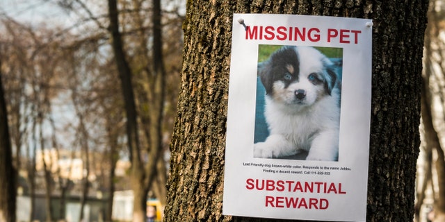 On the tree hangs the announcement of the missing puppy. (Photo: iStock)