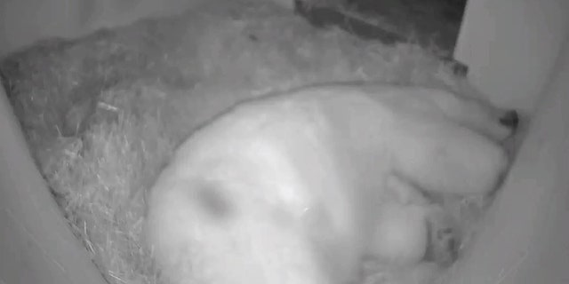 Aurora, the polar bear who gave birth to a cub on Thanksgiving Day at the Columbus Zoo and Aquarium, was being an attentive mom.