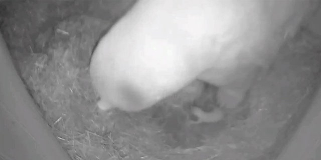The Columbus Zoo and Aquarium welcomed a new polar bear cub this Thanksgiving. The zoo said the cub was born Thursday at 12:43 a.m.