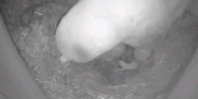 The Columbus Zoo and Aquarium welcomed a new polar bear cub this Thanksgiving. The zoo said the cub was born Thursday at 12:43 a.m.