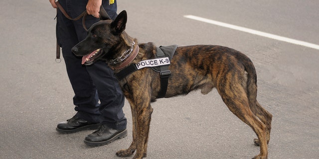 A K-9 police dog arrives at a crime scene with his handler. Six cloned police dogs were welcomed to the Beijing police force Wednesday.