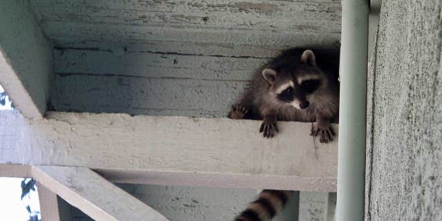 Finding a live animal is much scarier than finding a dead animal — but both are equally unwelcome, says a home inspector.