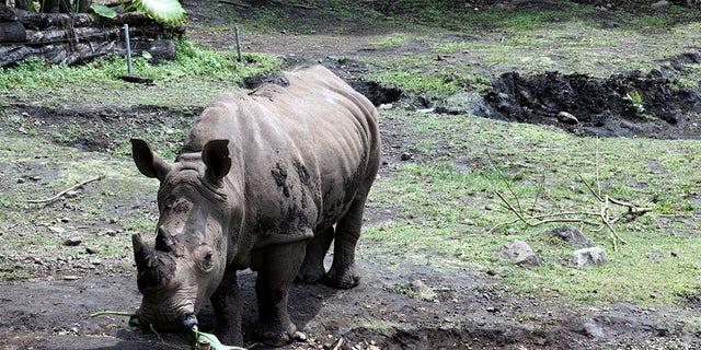 Sumatran rhino eating its food.