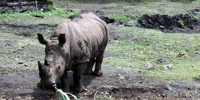 Sumatran rhino eating its food.