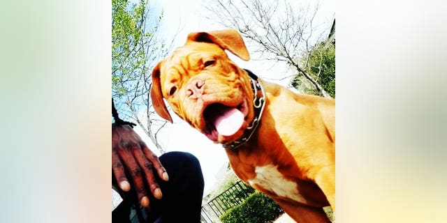 Texas police say a local veteran's service dog was stolen during a break-in last month. (Arlington Police Department)