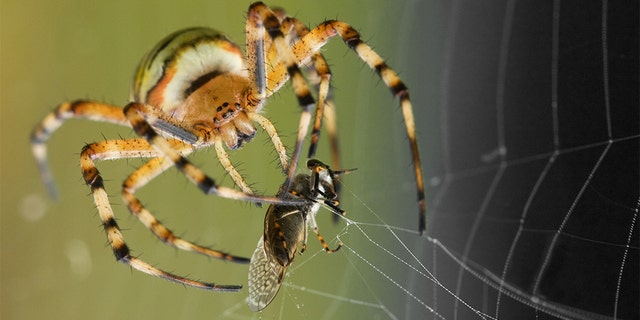 Inspired by the sticky substance spiders shoot to catch their prey, MIT engineers have designed a special double-sided tape that can rapidly seal tissues together.