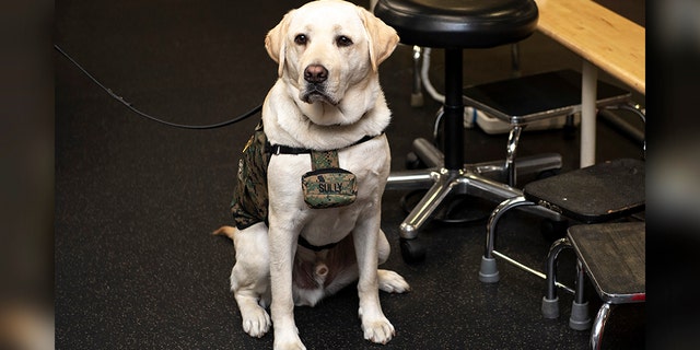 Sully, the service dog for the late President George H.W. Bush, posed during a Boston Red Sox visit to Walter Reed National Military Medical Center in May. (Photo by Billie Weiss/Boston Red Sox/Getty Images)