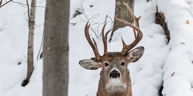 The deer with three antlers was photographed in Michigan's Upper Peninsula​​​​​.