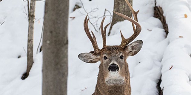 The deer with three antlers was photographed in Michigan's Upper Peninsula.