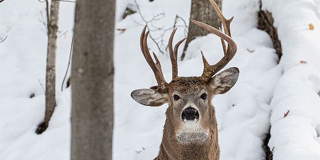 The deer with three antlers was photographed in Michigan's Upper Peninsula​​​​​.