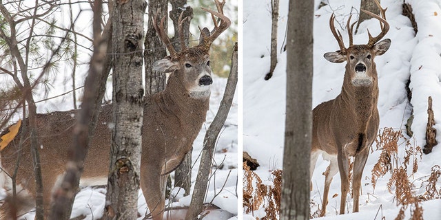 The buck has garnered plenty of interest since it was caught on camera. (Steve Lindberg)