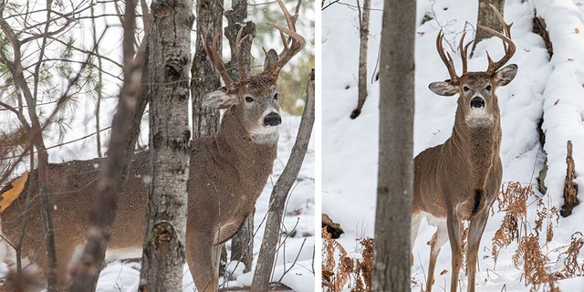 The buck has garnered plenty of interest since it was caught on camera. (Steve Lindberg)