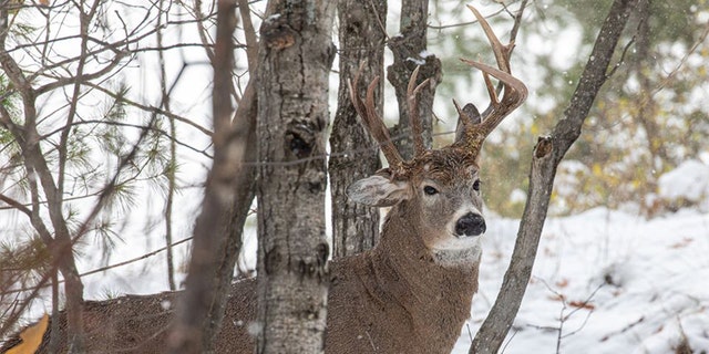 The deer was photographed by former Democratic state lawmaker Steve Lindberg.