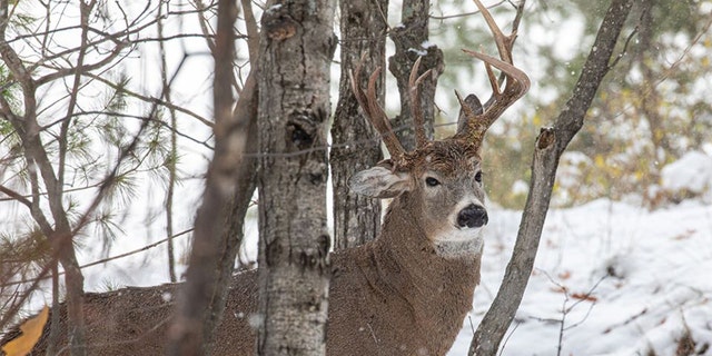 The deer was photographed by former Democratic state lawmaker Steve Lindberg.