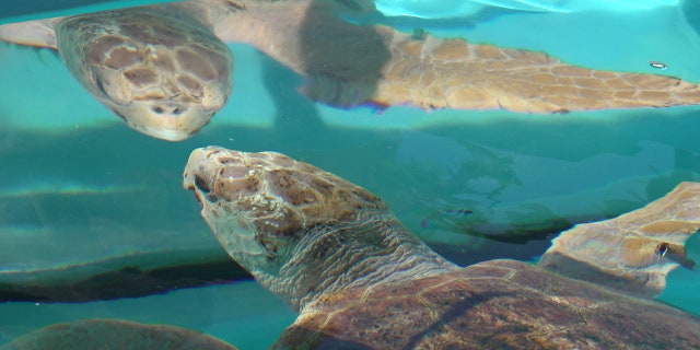 Red tide is also a problem for countries like Australia, China, New Zealand, India, and Vietnam.