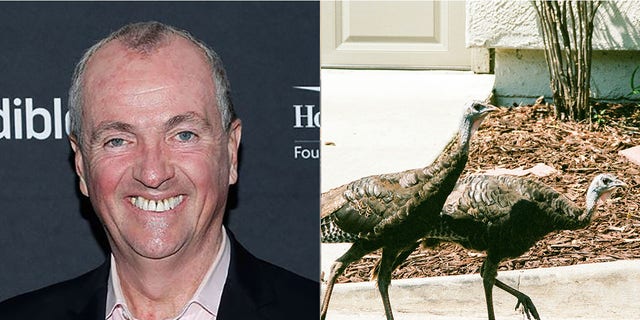 Gov. Phil Murphy of New Jersey is taking heat from MLB star Todd Frazier over a wild turkey problem that has been plaguing Frazier's hometown of Toms River.