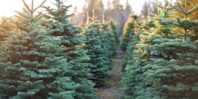 With Christmas just weeks away, some experts are predicting a “tight supply” of the evergreen firs in some parts of the country this year.