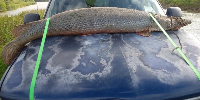 The fish barely fit on the hood of his truck.