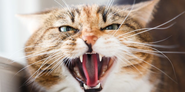 A Russian man is facing five years in prison for allegedly using a cat as a weapon to attack a police officer in Moscow, according to local media.<br data-cke-eol="1">