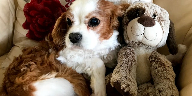 If Shaun and his mother had waited any longer to bring Casper into the clinic, he likely would have died.