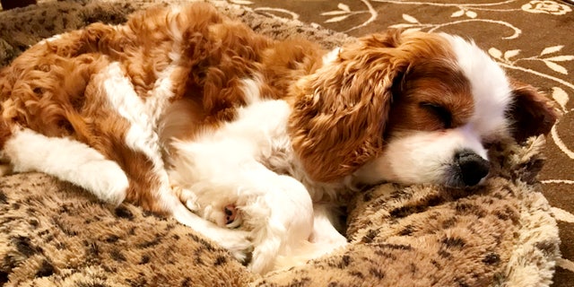 The dog was technically dead for 10 minutes before coming back to life.