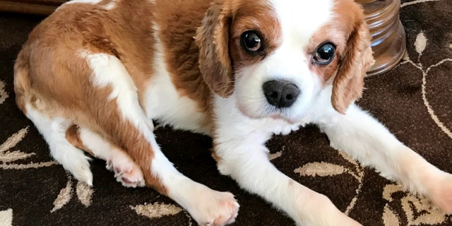 Casper the King Charles Cavalier.