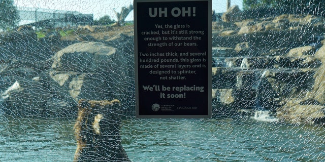 A grizzly bear is seen behind the broken "laminate layer" at the Oakland Zoo. The laminate was reportedly cracked by a young child using a rock.