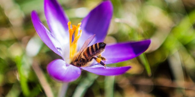 A bee sits on the flower of a crocus in sunshine and springlike temperatures.