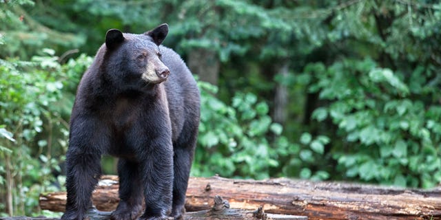 The black bear did not seem to go after the other two hikers the woman was with.