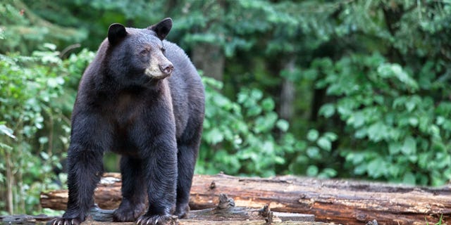 The black bear did not seem to go after the other two hikers the woman was with.