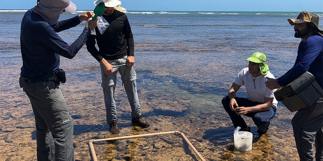 Researchers from the Bahia Federal University collect material contaminated by an oil spill in Camacari, Bahia state, Brazil, on Oct. 23.