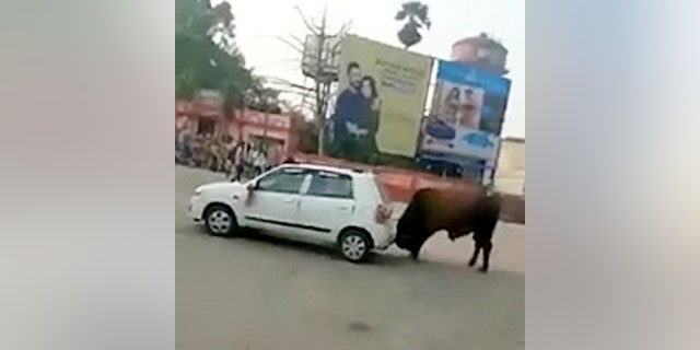 Video Captures Raging Bull Attacking Car Lifting It Into The Air Fox