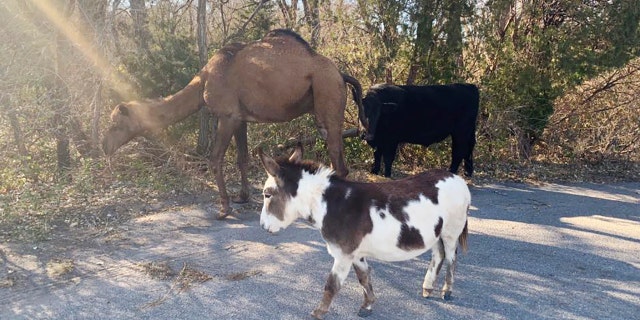 Police had a sense of humor about the odd situation, writing on social media that if they couldn't find the owner, "we may be halfway towards a live nativity this Christmas season.”