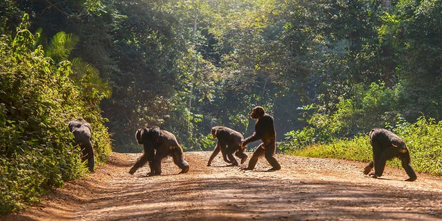 A group of five adult chimps crossing a dirt road surrounded by green forest in natural sunlight. [Credit: iStock)