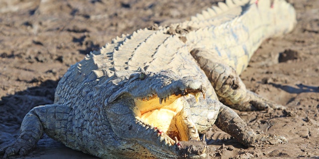 A 11-year-old Zimbabwean girl said she wrestled a crocodile to save her friend. 